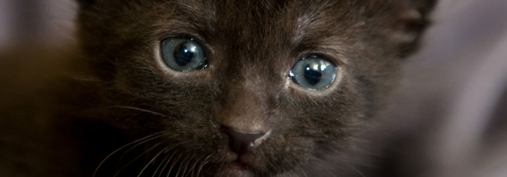 cat4