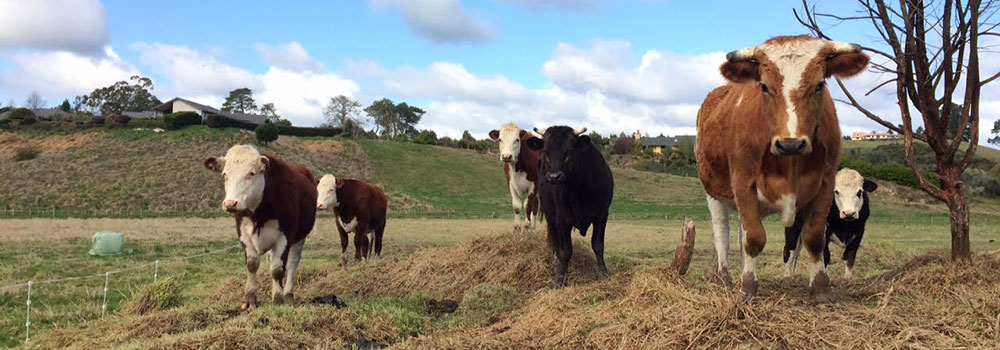 cow-slide3