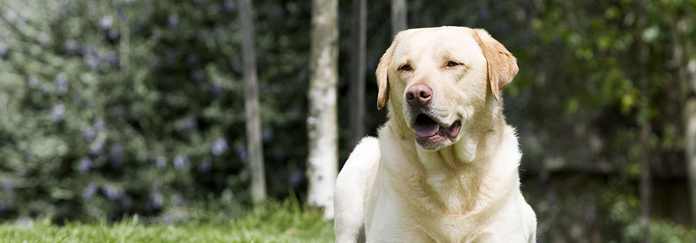 dogs3