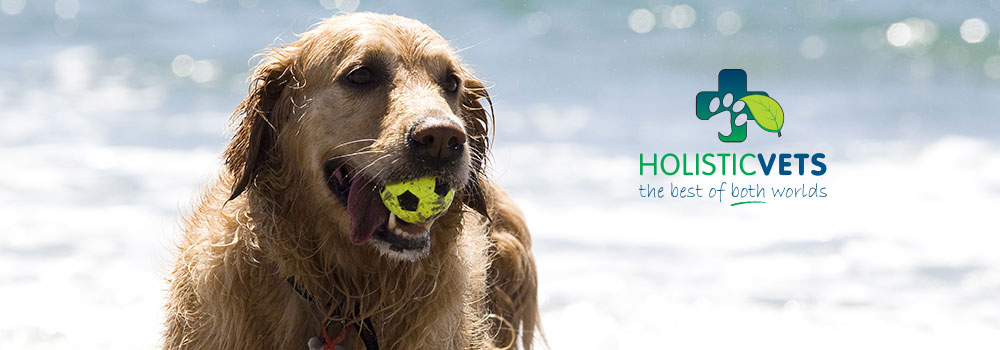 hv-dog-slide-with-logo