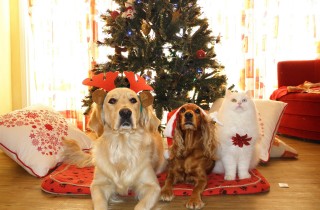 keep pets safe holiday season