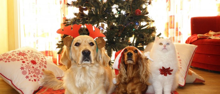 keep pets safe holiday season