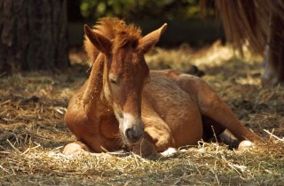 raising young healthy animals