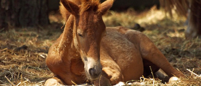 raising young healthy animals