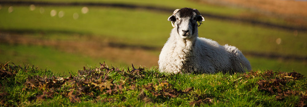 sheep-slide2